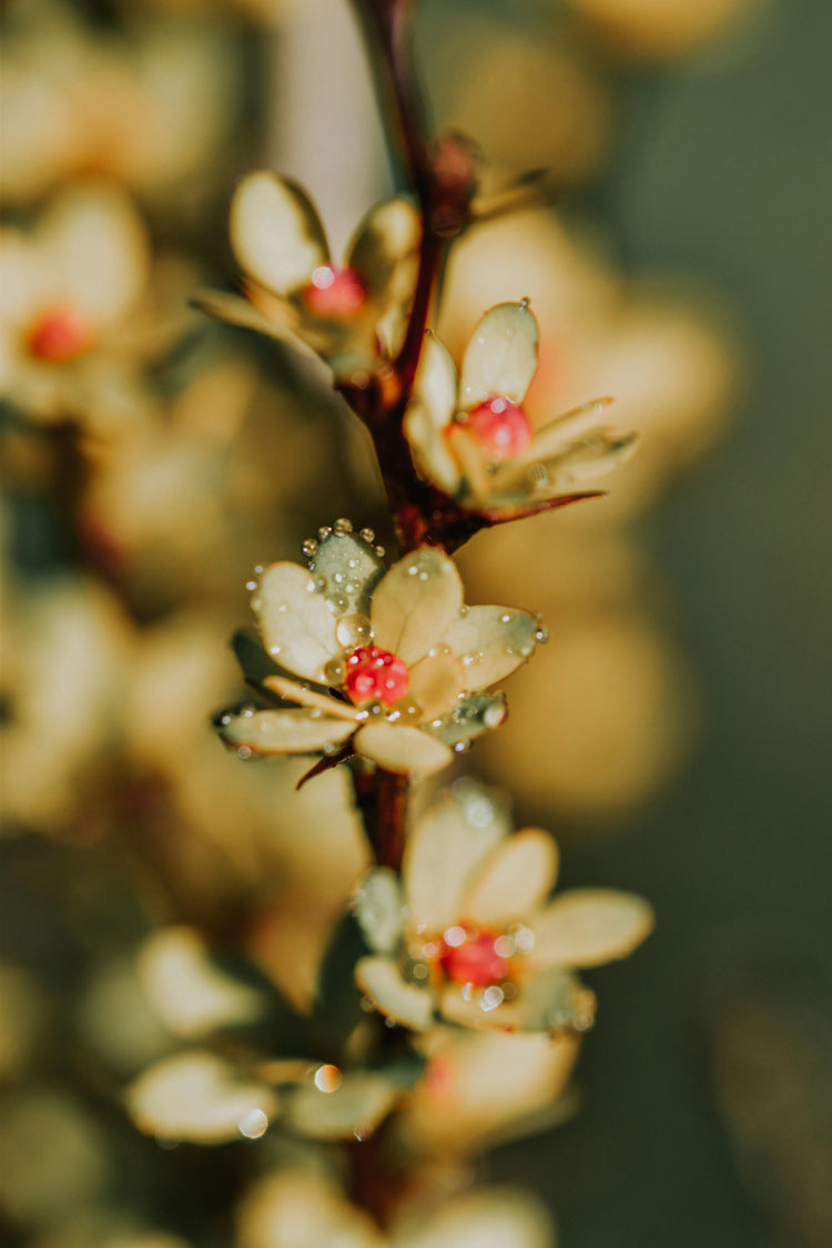Premium New Zealand Manuka Honey